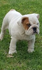 English buldog ΜΠΟΥΛΝΤΟΓΚ-thumb-2