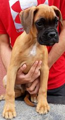 Boxer german  Γερμανικό Μπόξερ-thumb-2