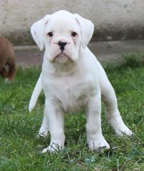Boxer german  Γερμανικό Μπόξερ-thumb-3
