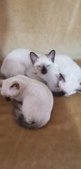 Siamese kitten Γάτα του Σιάμ
