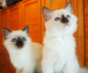 Birman kitten Βιρμανίας-thumb-1