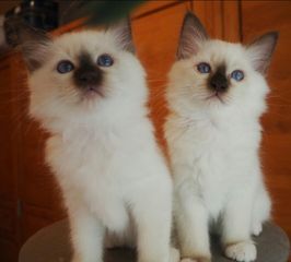 Birman kitten Βιρμανίας-thumb-2