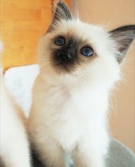Birman kitten Βιρμανίας-thumb-3