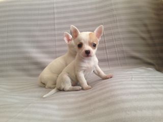 Chihuahua puppy Τσιουάουα