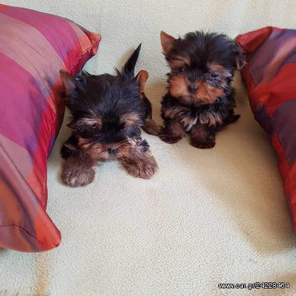 Yorkie Yorkhire terrier γιορκσάιρ Τεριέ