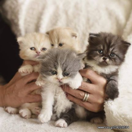 Persian kitten Γάτα Περσίας