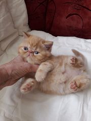 Exotic persian Γάτα Περσίας-thumb-1