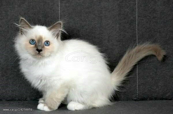 Ragdoll kitten