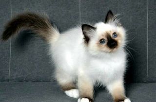 Ragdoll kitten-thumb-1