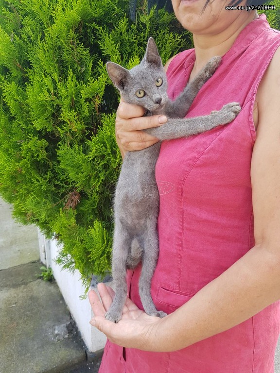 Russian blue kitten Ρωσική μπλέ γάτα