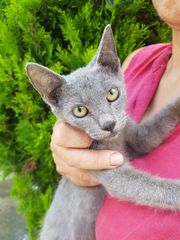 Russian blue kitten Ρωσική μπλέ γάτα-thumb-1