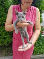 Russian blue kitten Ρωσική μπλέ γάτα-thumb-2