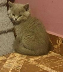 Chartreux kitten-thumb-1