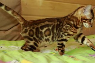 Bengal kitten Γάτα Βεγγάλης