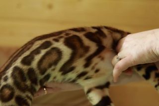 Bengal kitten Γάτα Βεγγάλης-thumb-1
