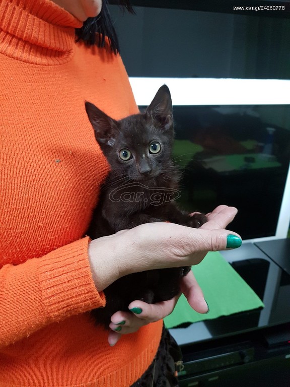 Bombay kittens