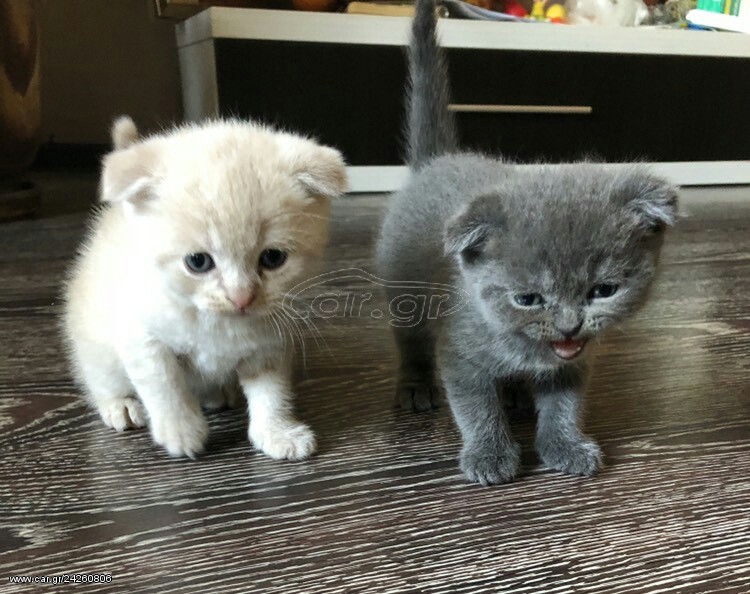 Scottish fold 