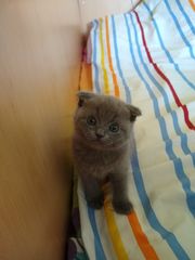 Scottish fold -thumb-1