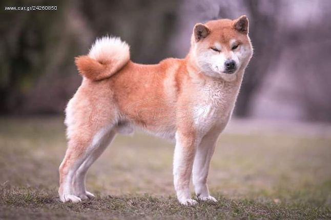 Akita Inu puppyes Ακίτα