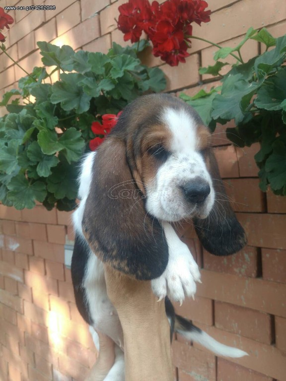 Basset hound Μπασε Χαουντ