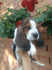 Basset hound Μπασε Χαουντ