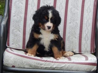 Bern Bernese mountain dog ΜΠΕΡΝΙΖ