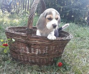 Beagle Snoopy dog Μπηγκλ