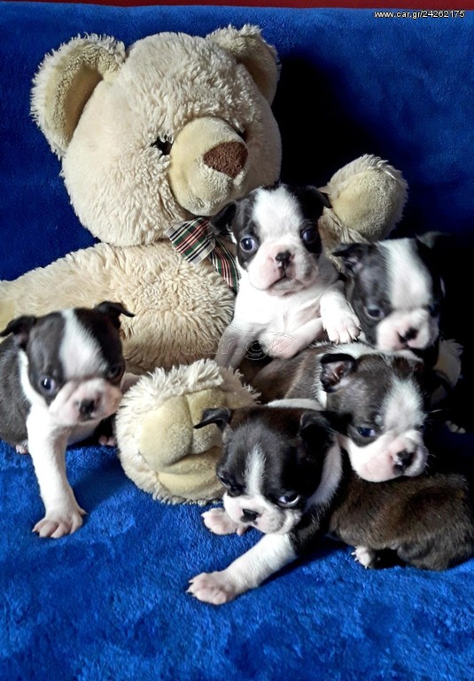 Boston terrier ΜΠΟΣΤΟΝ ΤΕΡΙΕ