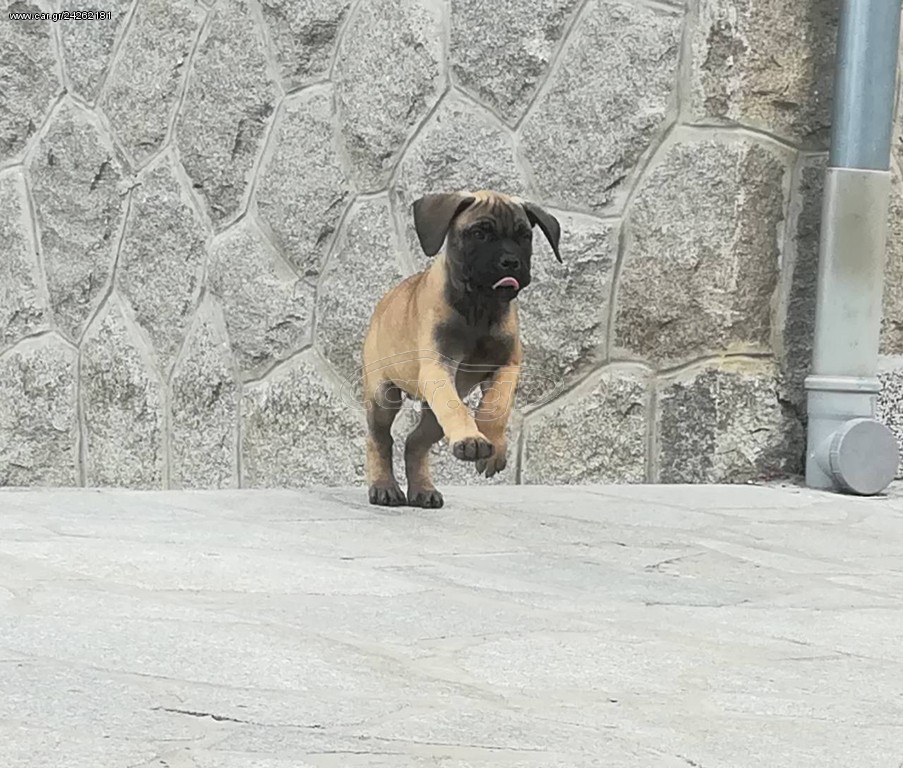 Bullmastiff ΜΠΟΥΛΜΑΣΤΙΦ