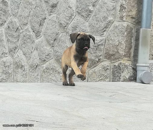 Bullmastiff ΜΠΟΥΛΜΑΣΤΙΦ