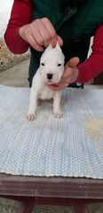 Dogo Argentino Ντόγκο Αρτζεντίνο