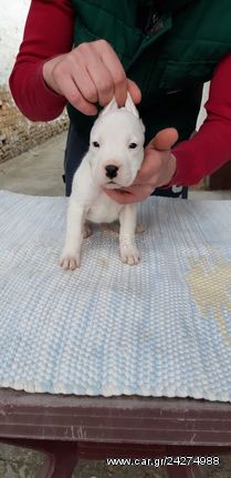 Dogo Argentino Ντόγκο Αρτζεντίνο