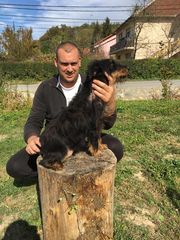Jagdterrier γερμανικό κυνήγι τεριέ-thumb-1