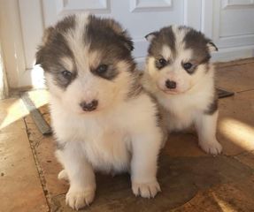 Alaskan Malamute Μάλαμουτ