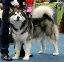 Alaskan Malamute Μάλαμουτ-thumb-1