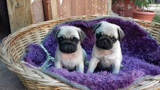 Pug Dutch mastiff ΣΚΥΛΟΣ ΠΑΓΚ’-thumb-1