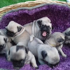 Pug Dutch mastiff ΣΚΥΛΟΣ ΠΑΓΚ’-thumb-2