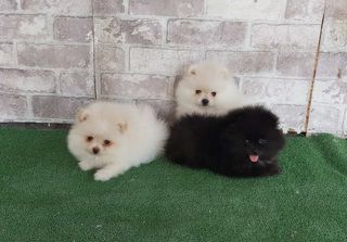 Pomeranian Boo ΠΟΜΕΡΑΝΙΑΝ-thumb-1
