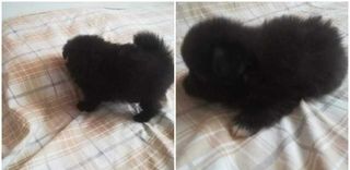 Pomeranian Boo ΠΟΜΕΡΑΝΙΑΝ-thumb-2