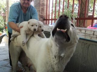 Central Asian Shepherd ΠΟΙΜΕΝΙΚΟΣ ΚΕΝΤΡΙΚΗΣ ΑΣΙΑΣ-thumb-1