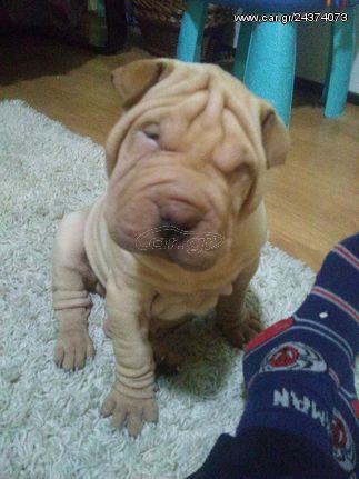 Shar Pei Cantonese ΣΑΡ ΠΕΪ