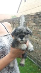 Schnauzer puppies ΜΙΚΡΟΣΚΟΠΙΚΟ ΣΝΑΟΥΖΕΡ-thumb-1