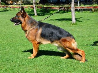 Γερμανικός ποιμενικός German Shepherd-thumb-1