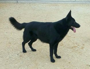  Γερμανικός ποιμένας μαύρος German shepherd dog 