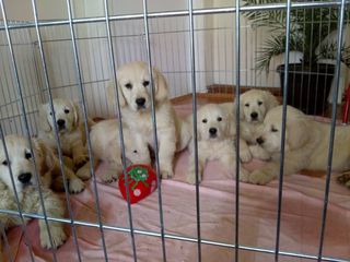 Γκόλντεν Ριτρίβερ Golden Retriever-thumb-1