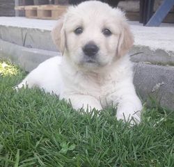 Γκόλντεν Ριτρίβερ Golden Retriever-thumb-2