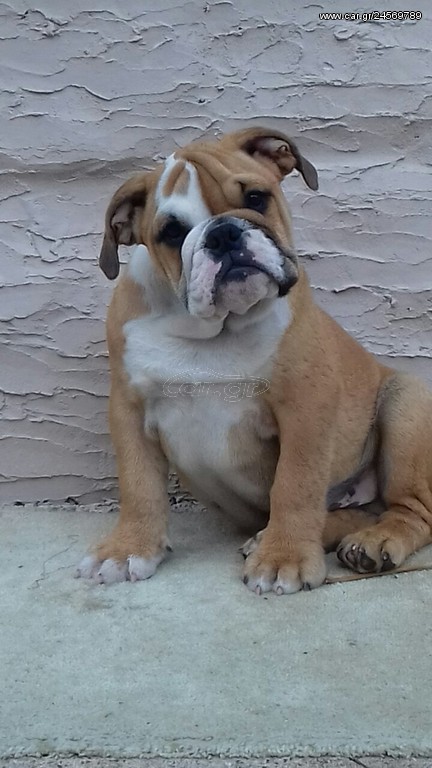 Μπουλντόγκ English Bulldog