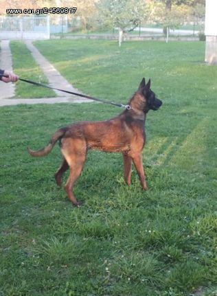 Malinois dog Βέλγικος ποιμενικός