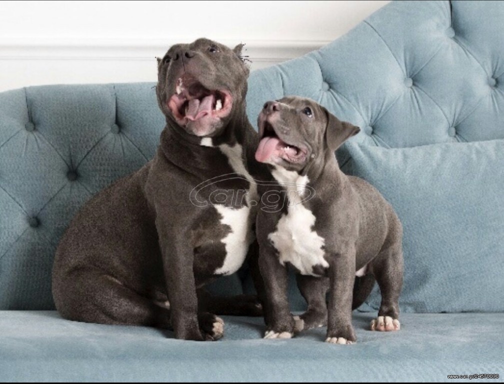 American Bully αμερικανική φοβερίζει