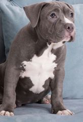 American Bully αμερικανική φοβερίζει-thumb-1